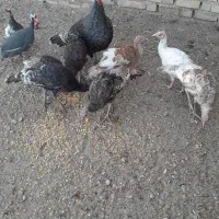 بوقلمون محلی|حیوانات مزرعه|الوند, |دیوار