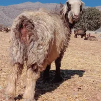 کوهع قوچ کری ترکی درجه یک میش بز کهره بره نر ماده|حیوانات مزرعه|بانش, |دیوار