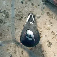 کبوتر غریب|پرنده|زنجان, |دیوار