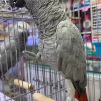 شوش|پرنده|شوش, |دیوار