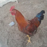 مرغ و خروس|حیوانات مزرعه|کلیبر, |دیوار