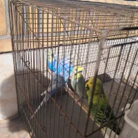 مرغ عشق انگلیسی،رینبو|پرنده|سیرجان, |دیوار