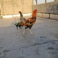 خروس لاری