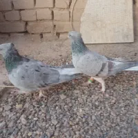 کفتر رنگی دم سفید