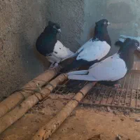 کبوتر سینه ای .کله ای.دم قهوه ای