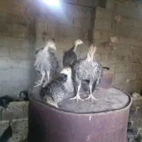 جوجه بوقلمون دوماهه|حیوانات مزرعه|پارسآباد, |دیوار