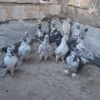کبوتر سیماش و کلدا سفید یجا|پرنده|قم, نیروگاه|دیوار