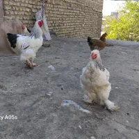 مرغ وخروس|حیوانات مزرعه|مشهد, نیزه|دیوار