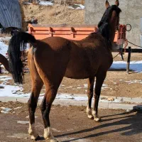 اسب|اسب و تجهیزات اسب‌سواری|زنجان, |دیوار