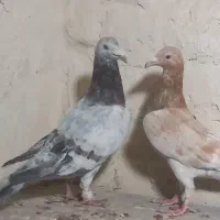 جفت نر سار سبز ماده سار زرد