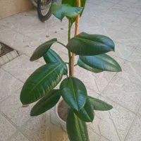 گل فیکوس فروشی|گل و گیاه طبیعی|سلماس, |دیوار