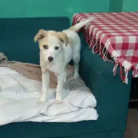 سگ اشپیتز  ماده. سه ماهه  شناسنامه دار