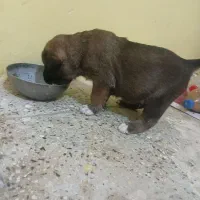 سرابی|سگ|اسفراین, |دیوار