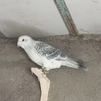 کفتر شامی نر قلدر