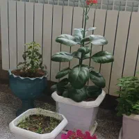 نظافت منزل