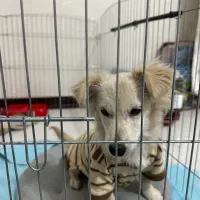 پامر اشپیتز میکس ۸ماهه نر|سگ|شهریار, شهرک شاهد|دیوار