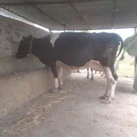 گاو هلشتیان آبستن داخل ۸ماه