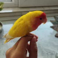 طوطی برزیلی ..سه کلمه حرف میزنه