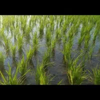فروش-زمین-برنج-کاری