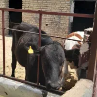 دوراس گوساله