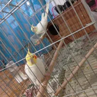 پرند|پرنده|بلوک, |دیوار