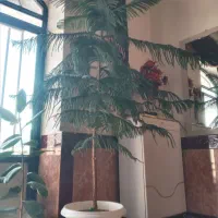 درختچه آپارتمانی|گل و گیاه طبیعی|شاهین دژ, |دیوار