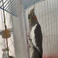 عروس خاکستری ماده بالغ دستی