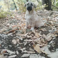 سگ پژدر|سگ|آمل, |دیوار