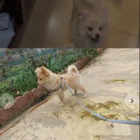 پامر روباهیی ۴ماهه|سگ|رودسر, |دیوار