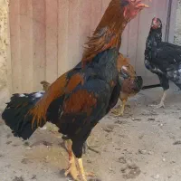 فروش مرغ و خروس لاری یا معاوضه با مرغ گلین|حیوانات مزرعه|سیمکان, |دیوار