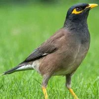 دو عدد مرغ مینا نر و ماده تازه شروع به خواندن کرده