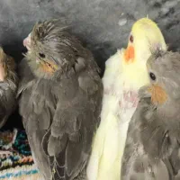 فروش عروس هلندی سرلاکی|پرنده|نورآباد ممسنی, |دیوار