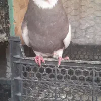 طوقی|پرنده|کوهدشت, |دیوار