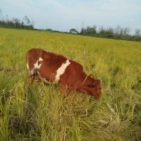 فروش چهار راس گوساله ماده|حیوانات مزرعه|شلمان, |دیوار