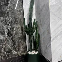 گلدان و گیاه آپارتمانی کاکتوس