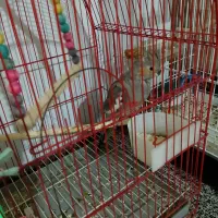 عروس هلندی فرار کرده