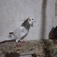 کفتر سرور قددار