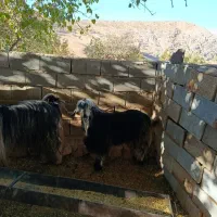 .. و|حیوانات مزرعه|میانکوه, |دیوار