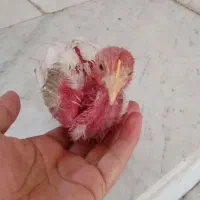 جوجه رنگی 2 ماهه تنها