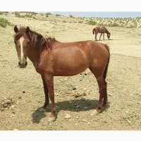 مادیان فروشی|اسب و تجهیزات اسبسواری|کلاشی, |دیوار