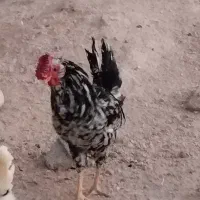 خروس گلین|حیوانات مزرعه|شیراز, رکنآباد|دیوار