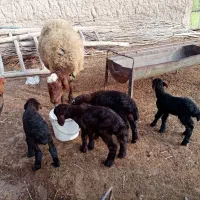 بره نر شیری هترو از میش چارقلو و سه قلوزا