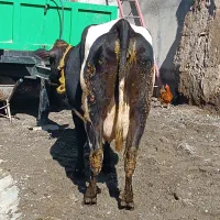 گاو جرسی|حیوانات مزرعه|هشترود, |دیوار