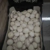 قارچ عمده و خرده