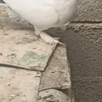 ماده سیاه نردم سبز|پرنده|جونقان, |دیوار