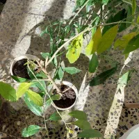 گل شبو|گل و گیاه طبیعی|رشت, شهرک آیت الله منتظری|دیوار