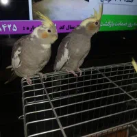 عروس هلندی|پرنده|تهران, آهنگ|دیوار