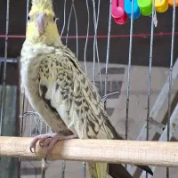 عروس هلندی گلباقالی