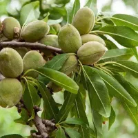 فروش نهال بادام منقا|خدمات باغبانی و درختکاری|قمصر, |دیوار