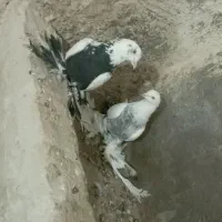 کبوتر گوی گویروخ 6 عدد